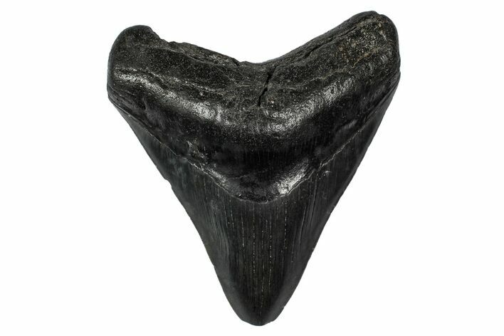 Fossil Megalodon Tooth - South Carolina #340197